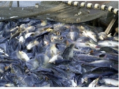 Government issues tra fish regulations