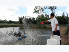 Mekong Delta farmers begin shrimp harvest