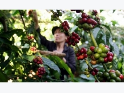 Asia coffee-Vietnam premiums dip in quiet market