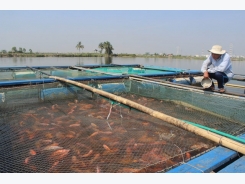 Vì sao nuôi cá lồng lãi cao, nhưng nông dân Đà Nẵng vẫn phập phồng lo lắng?