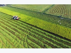 Japanese firms plan organic farms in An Giang