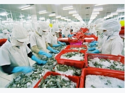 Japan became the Vietnam’s top shrimp importer
