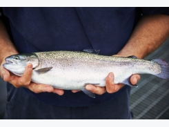 For Great Lakes aquaculture, it’s a tale of two countries