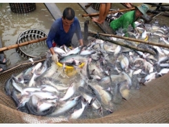 Fishery output exceeds 1 million tonnes in four months