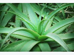 Aloe Vera Cultivation Information Guide