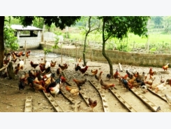 Người chăn nuôi gà đồi lãi hơn 60.000 đồng một con