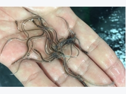 Japanese eels: Progress in breeding and nutrition