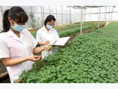 Can Japan ‘agri-tech’ cultivate a new crop of farmers in Vietnam?