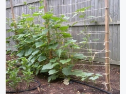 Construction for growing cucumbers