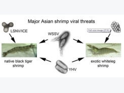 Historic Emergence, Impact and Current Status of Shrimp Pathogens in Asia