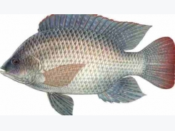 Tilapia Fish Farming Information Guide