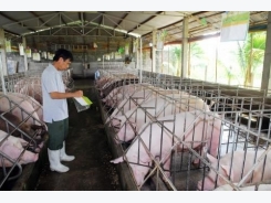 Đồng Nai aims to save pig farming industry