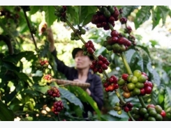 Vietnam's 2017/2018 coffee output to rise 10 pct on good weather, prices
