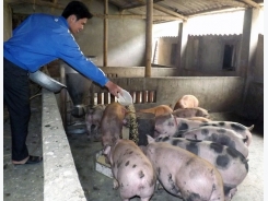 Chăn nuôi lợn nông hộ, những vấn đề đặt ra