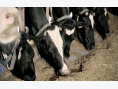 78.000 tấn sữa sạch từ đàn bò trên cao nguyên Mộc Châu