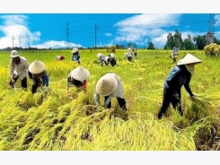 Kien Giang: WB-funded project helps change old farming practices
