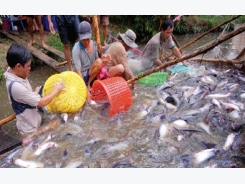Prospects and perils of pangasius exports to China