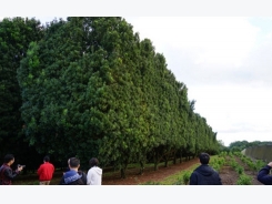 Vietnam back to mulling macadamia nuts as cash crop