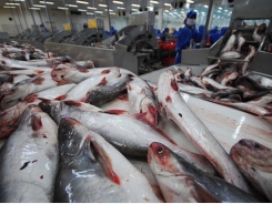 Giá cá tra xuất khẩu đã tăng hơn 30%