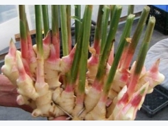 How To Grow Ginger Indoor!