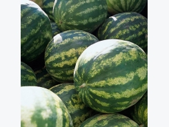 5 Tricks That Will Help You To Grow Watermelons And Melons Even In Harsh Conditions