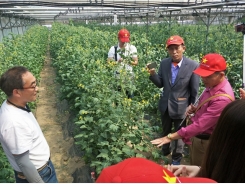 Theo chân nông dân Việt sang “du học” ở xứ sở nhân sâm