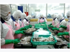 Nhật Bản trở thành thị trường lớn nhất của tôm Việt Nam
