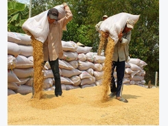 Vietnam's Jan-April rice exports fall to 9-year low - govt