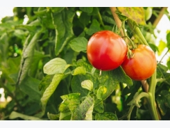 Hot To Grow Tomatoes Without Watering!Here’s Our Trick!