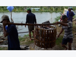 Trung Quốc trở thành nhà nhập khẩu cá tra lớn nhất miền Tây