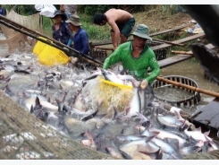 Aquatic export hits US$2.1 bln in four months