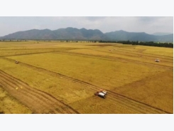 Mekong Delta expands farm land toward large-scale production