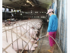 State Bank to aid pig farmers