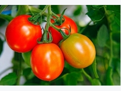 How To Remove Tomatoes Stem and Why We Need To Do It In Time!