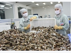 Japan becomes largest importer of VN’s shrimps