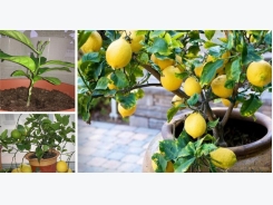 How to Grow a Lemon Tree from Seed Easily in Your Own Home!