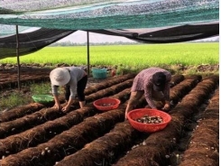 Cần Thơ: Hiệu quả từ mô hình trồng nấm rơm