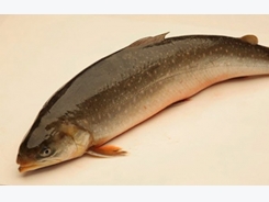 Arctic char and crawfish processors snag BAP certification