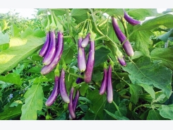Eggplant Farming (Brinjal) Information Guide