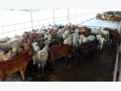 Local business imports nearly 1,800 Australian cows