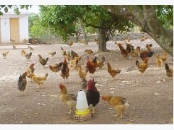 Xử lí nền chuồng yếu tố quan trọng đem đến sự thành công trong nuôi gà thả vườn