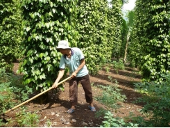 Bổ sung trung, vi lượng cho hồ tiêu bằng phân bón Văn Điển