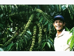 Vietnam vows to reorganize coffee production