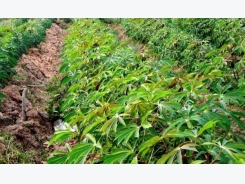 Cassava Farming Information Guide