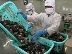 Vietnam urges Australia to remove ban on uncooked shrimp