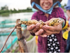 Vietnam’s shrimp export goal faces imminent failure as farmers close ponds