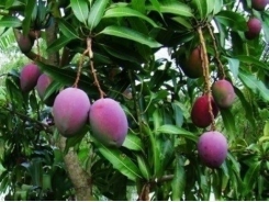 Việt Nam exports 3-coloured mangos to Oz