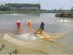 Bio-economic modeling for improving aquaculture performance (Part 2)