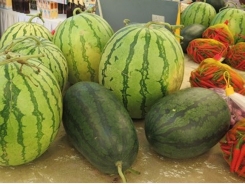 Vietnam, China businesses partner in watermelon consumption