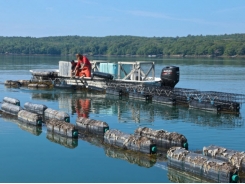 Maine oyster farmer stares down climate change, learns to adapt - Part 1